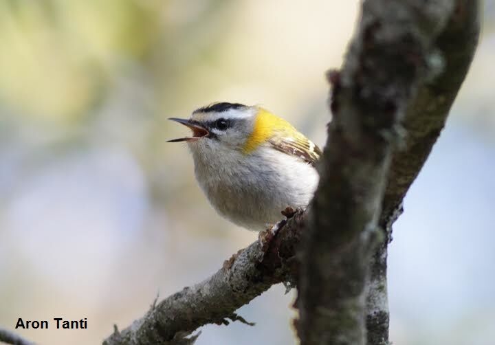 Firecrest_Aron Tanti