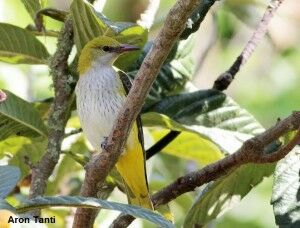 Golden Oriole_Aron Tanti