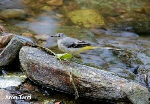 Grey Wagtail 1_Aron Tanti