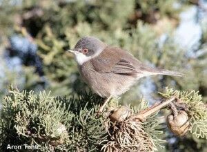 Sardinian Warbler female_Aron Tanti