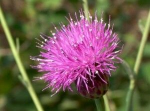 Priority & Endangered Species (Flora) - Nature Trust - FEE Malta Priority & Endangered Species (Flora) - Nature Trust - FEE Malta